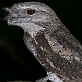 Papuan Frogmouth (first bird on boardwalk)<br />Canon EOS 6D + EF400 F5.6L + SPEEDLITE 580EXII + Better Beamer